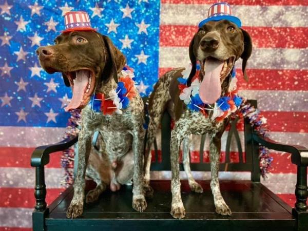 /images/uploads/southeast german shorthaired pointer rescue/segspcalendarcontest2021/entries/21733thumb.jpg